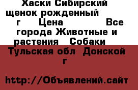 Хаски Сибирский (щенок рожденный 20.03.2017г.) › Цена ­ 25 000 - Все города Животные и растения » Собаки   . Тульская обл.,Донской г.